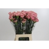 Dianthus St Lege Pink