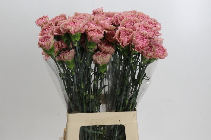 <h4>Dianthus St Lege Pink</h4>