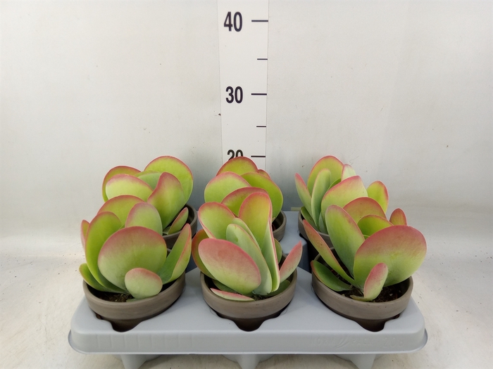 <h4>Kalanchoe NF thyrsiflora</h4>