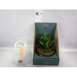 Arr.  Anthurium H%