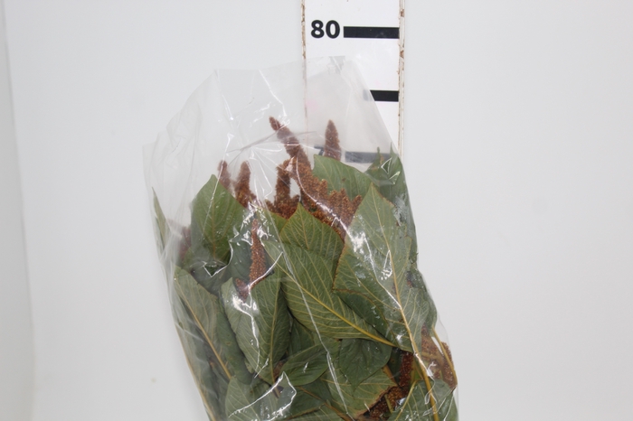 <h4>AMARANTHUS DOURADO 070 CM</h4>