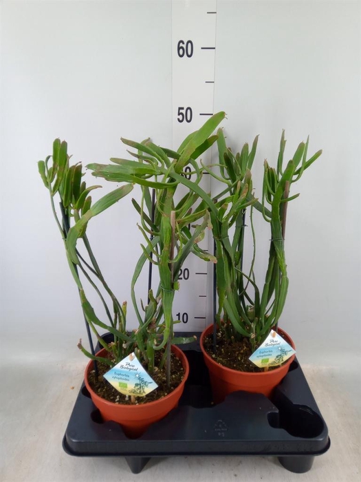 <h4>Euphorbia   ...</h4>