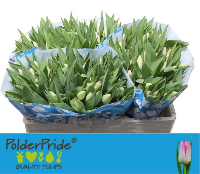 <h4>TU EN DYNASTY</h4>