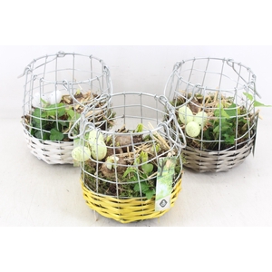 arr4 Narcis JS - Gaas/draadmandje 338/6