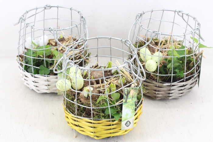 <h4>arr4 Narcis JS - Gaas/draadmandje 338/6</h4>