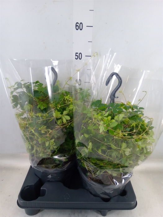 <h4>Parthenocissus  'Sugar Vine'</h4>