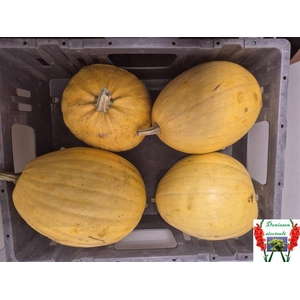 Cucurbita (kalebas)