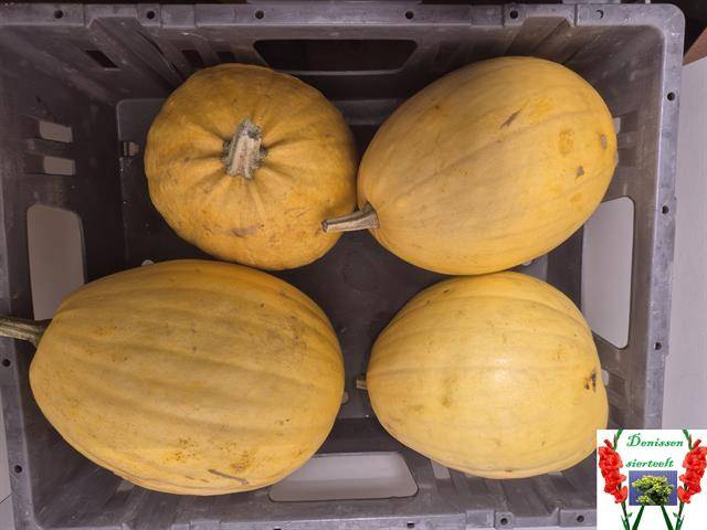 <h4>Cucurbita (kalebas)</h4>