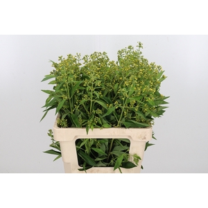 Lysimachia Vulgaris