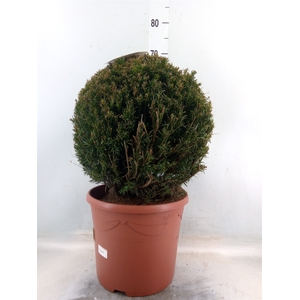 Taxus media 'Groenland'