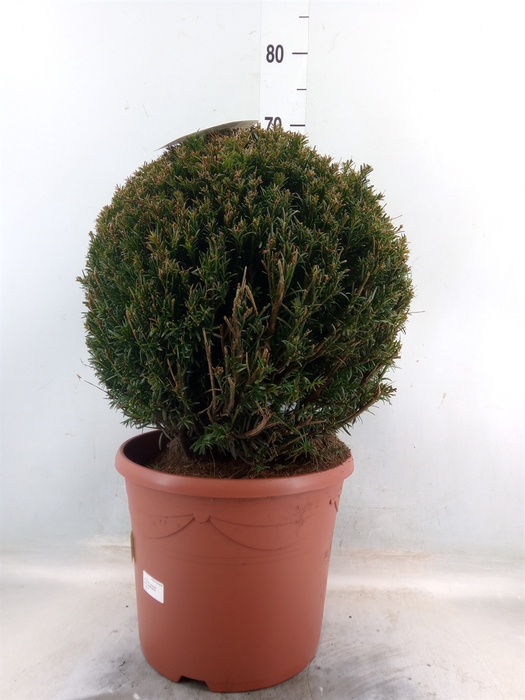 Taxus media 'Groenland'