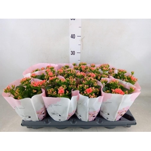 Kalanchoe blos.   ..rosebud
