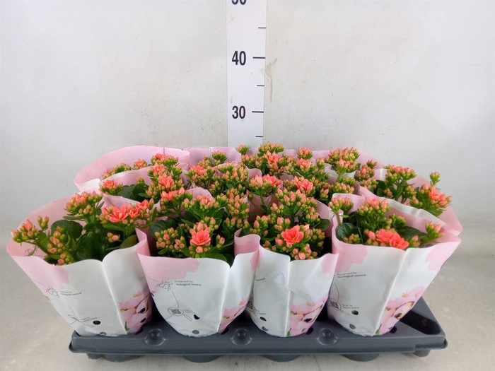 <h4>Kalanchoe blos. ..rosebud</h4>