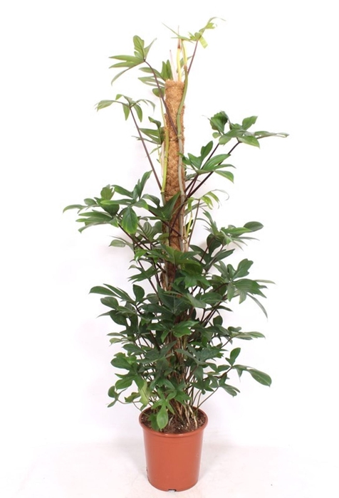 <h4>Philodendron pedatum</h4>