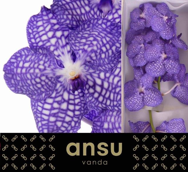 <h4>VANDA KAN CHINA BLUE</h4>