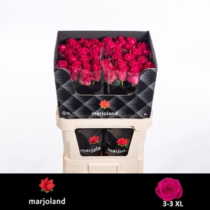 R Gr Xoch XL Marjoland