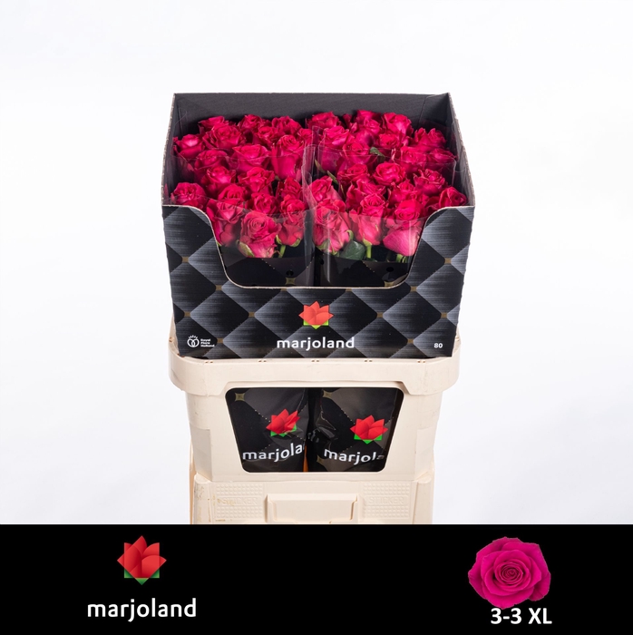 <h4>R Gr Xoch XL Marjoland</h4>