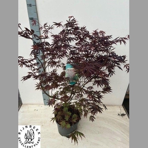 ACER PA TROMPENBURG