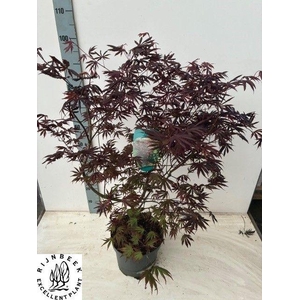 ACER PA TROMPENBURG