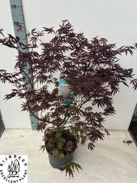 <h4>ACER PA TROMPENBURG</h4>