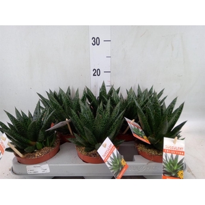 Gasteria