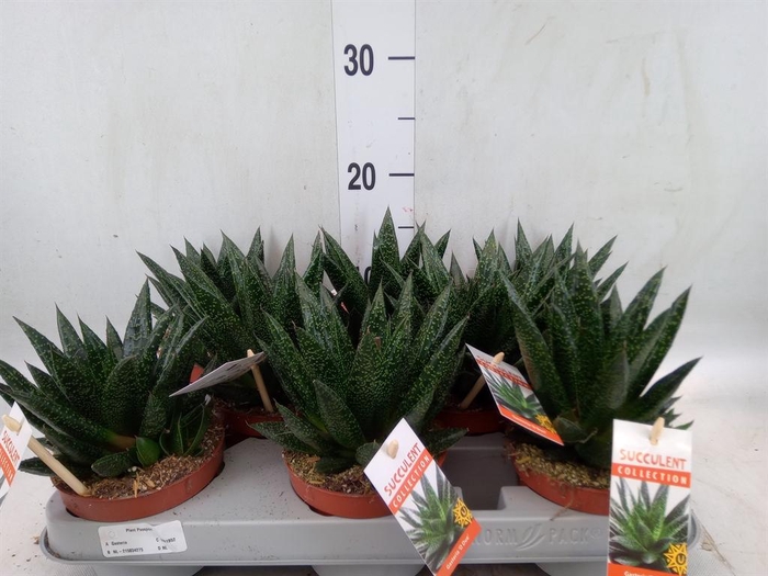 <h4>Gasteria</h4>