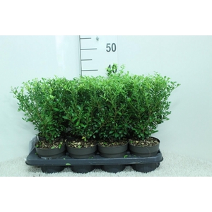 Ilex crenata Luxus P13 potgekweekt