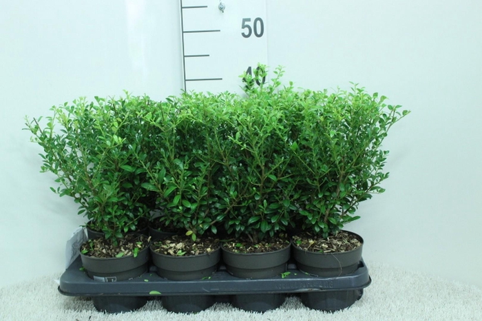 <h4>Ilex crenata Luxus P13 potgekweekt</h4>
