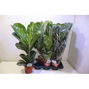 arr8 Ficus Lyrata