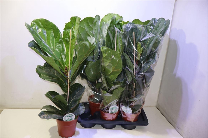 <h4>arr8 Ficus Lyrata</h4>