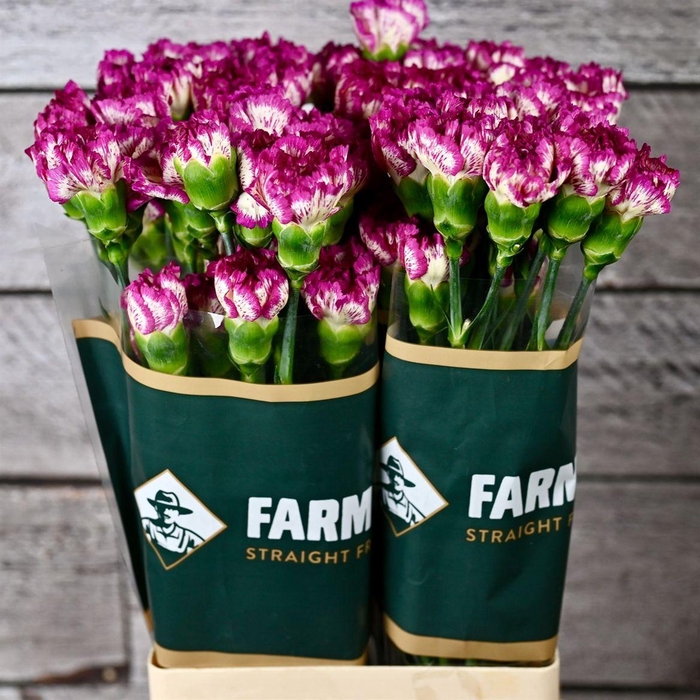 <h4>Di St Cassiopea</h4>