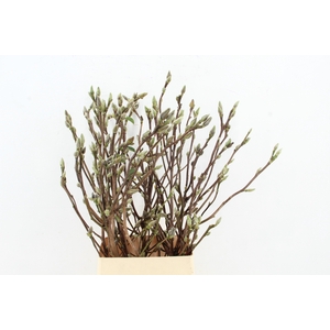 MAGNOLIA SUPERBA 100CM