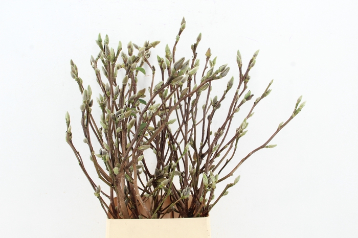 <h4>MAGNOLIA SUPERBA 100CM</h4>