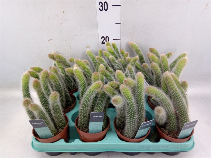 <h4>Cactus   ...</h4>