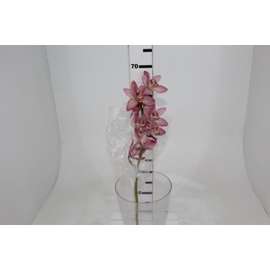 CYMBIDIUM HA 5/9 FLS