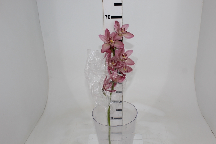 <h4>CYMBIDIUM HA 5/9 FLS</h4>