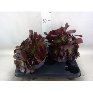 Aeonium arboreum 'Velours'
