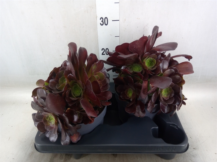 <h4>Aeonium arboreum 'Velours'</h4>