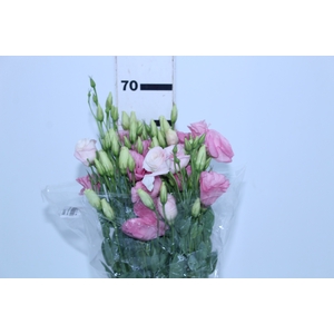 LISIANTHUS ROSA CLARO 070 CM