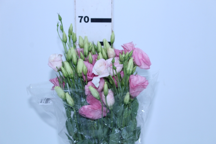 LISIANTHUS ROSA CLARO 070 CM