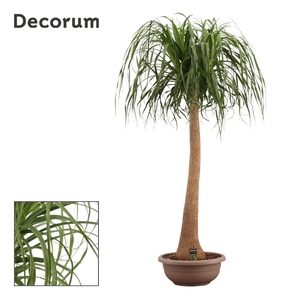 Beaucarnea Recht 45 cm Compact in schaal (Decorum)