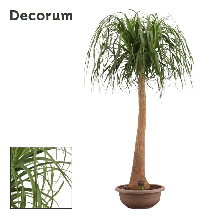 <h4>Beaucarnea Recht 45 cm Compact in schaal (Decorum)</h4>