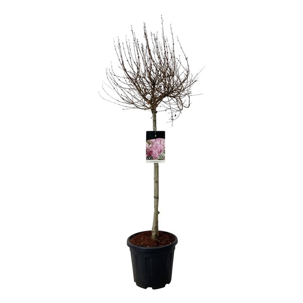 <h4>Syringa 'Flowerfesta' ® Pink</h4>