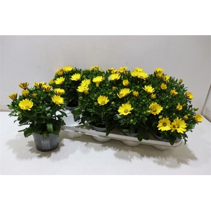 Osteo Fp Pure Yellow
