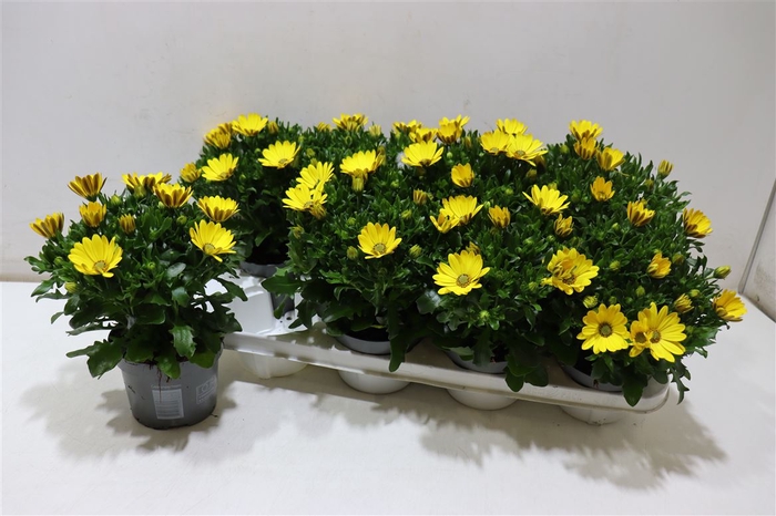<h4>Osteo Fp Pure Yellow</h4>
