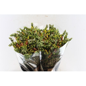 Fr Du Clementine Orange