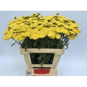 Achillea Moonshine CA Kralt