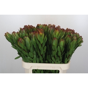 Leucadendron Goldstrike