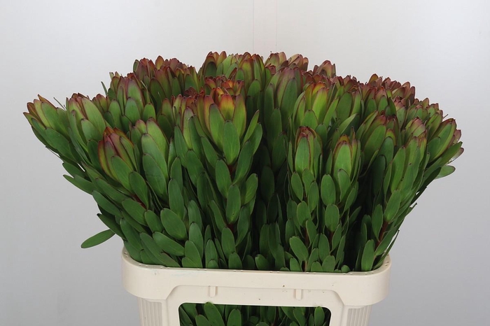 <h4>Leucadendron Goldstrike</h4>