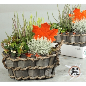 ARR TUINPLANTEN
